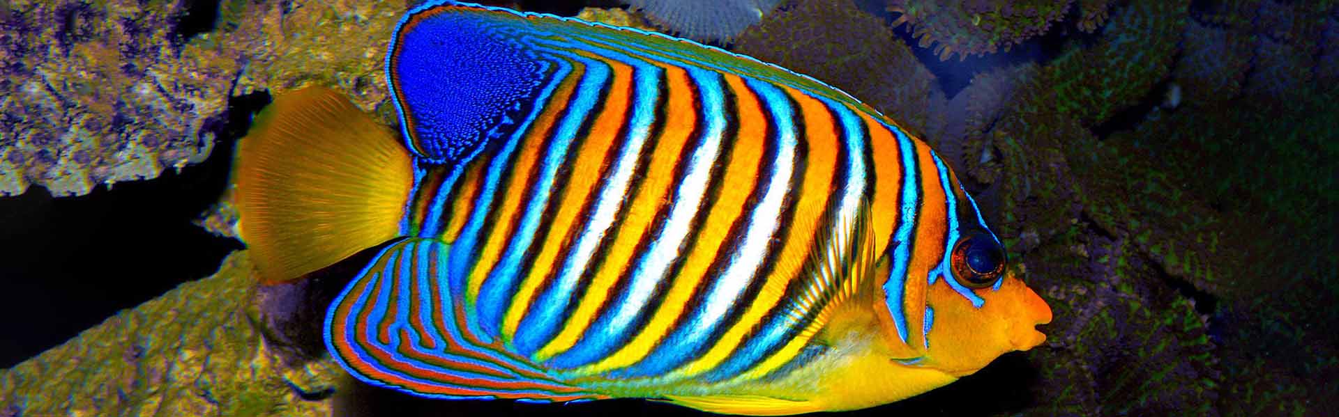 The Royal Angelfish